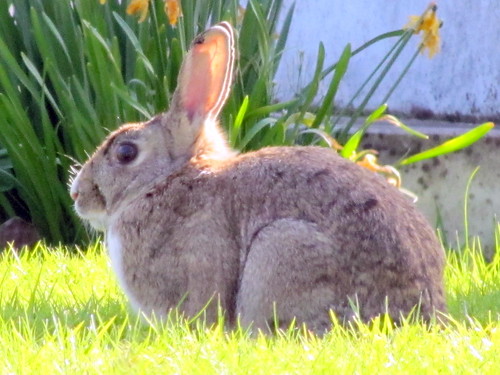 <p>der Hase</p>