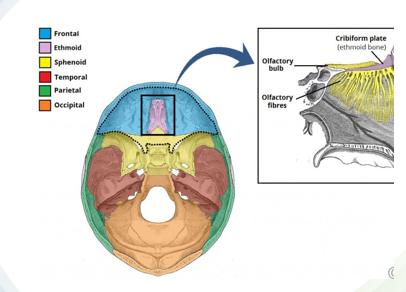 <ul><li><p>appearance of a <strong>butterfly</strong></p></li><li><p>goes through midsagittal plane and is located between other bones</p></li><li><p>forms base of cranium, lateral of skull, floors and walls of orbits</p></li><li><p>articulates with frontal bone, parietal bones, ethmoid bone, temporal bones, zygomatic bones, palatine bones, comer, occipital bone, maxilla</p></li><li><p><strong>houses pituitary gland</strong></p></li></ul><p></p>