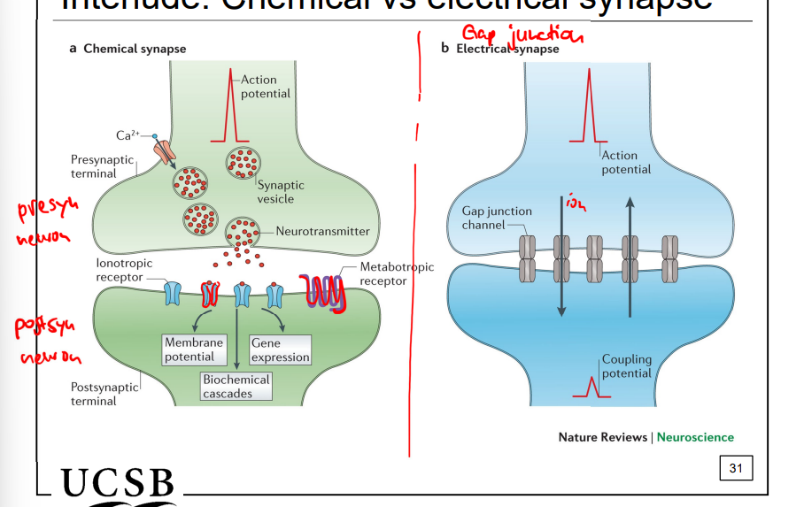 <p>chemical vs electrical synapse signaling</p>