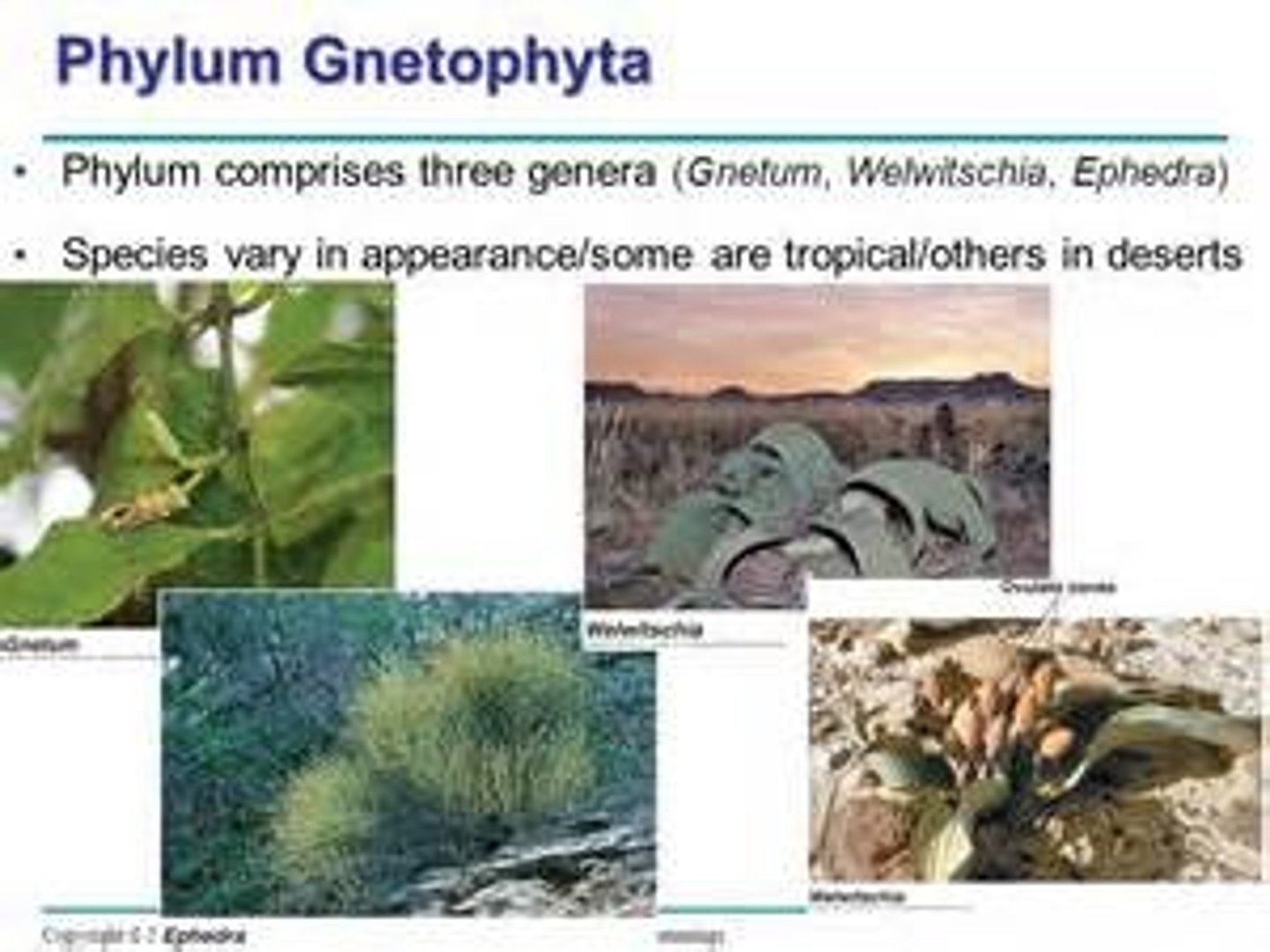 <p>inhabit arid desert regions around the world; unresolved phylogeny</p>
