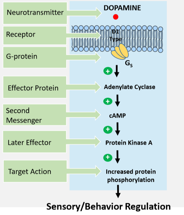 <p>Stimulates adenylate cyclase → increase cAMP</p>