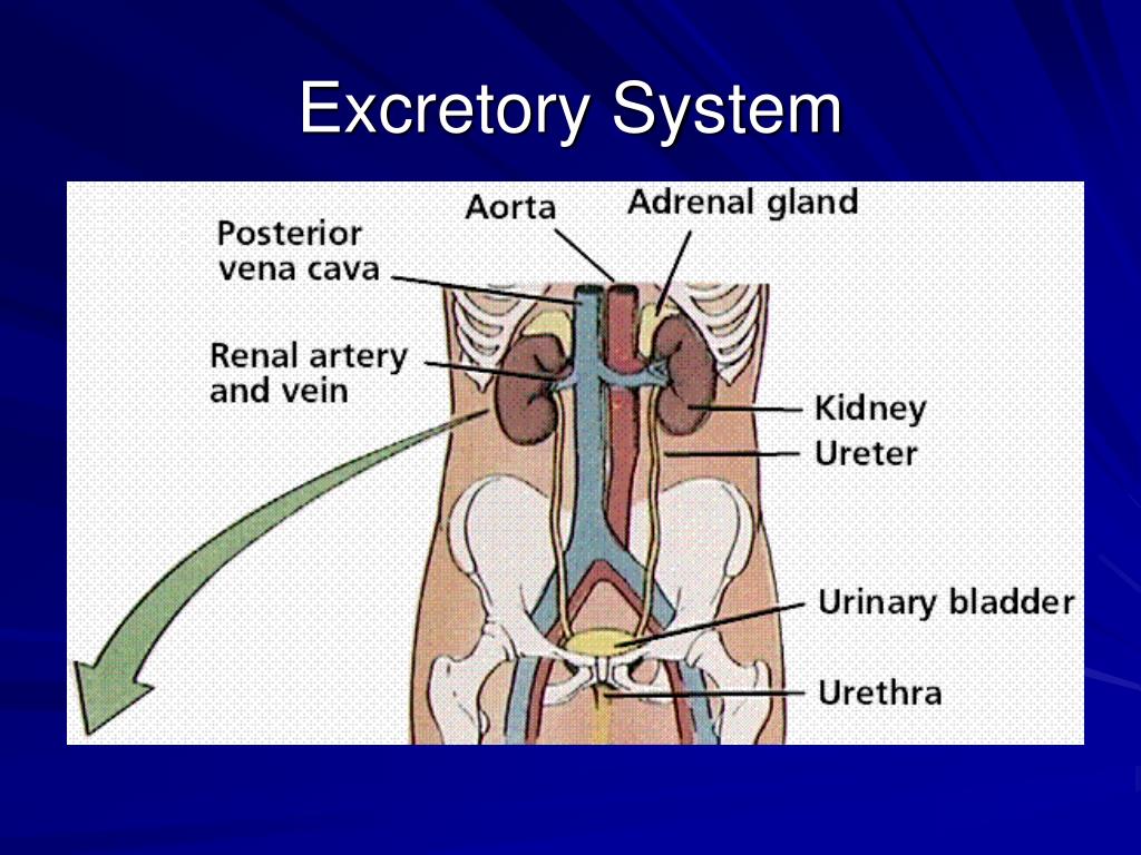 <p>extretory system</p>