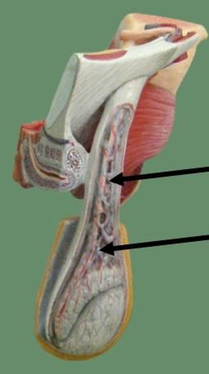 <p>Fx: veins that drain the testes and absorb body heat from the testes and scrotum</p>