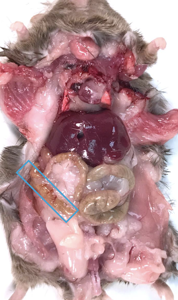 <p>What is this?</p>