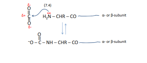 <p>bottom forms new+/ - </p><p>-0 to Nh is carbamate </p><p>carbmate+ H</p><p></p><p>binding co2 is alllosteric not binfin whereo2 binds but inderctly affect O2</p>
