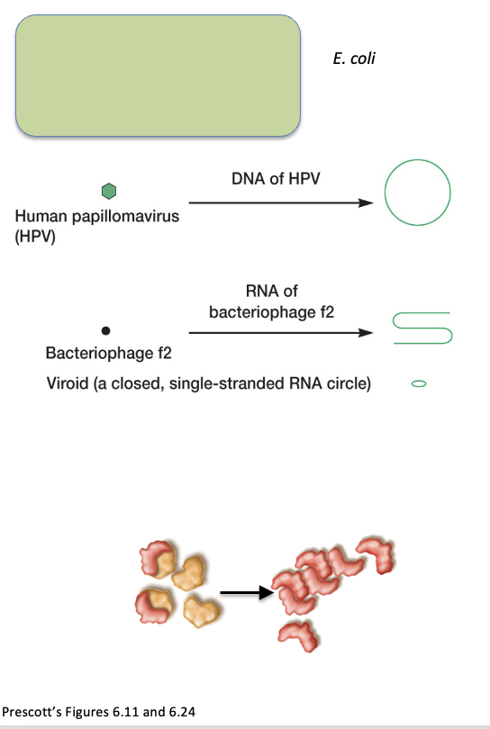 <ol><li><p>Viroids</p></li><li><p>Satellites</p></li><li><p>Prions</p></li></ol>
