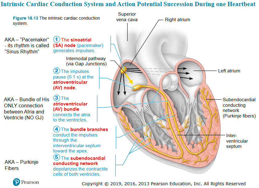 <p>sinoatrial node, pacemaker, sinus rhythm</p><ul><li><p>initiates action potential</p></li></ul><p></p>
