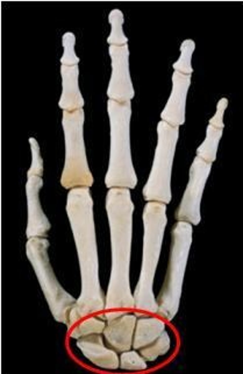 <p>ID bone group</p>