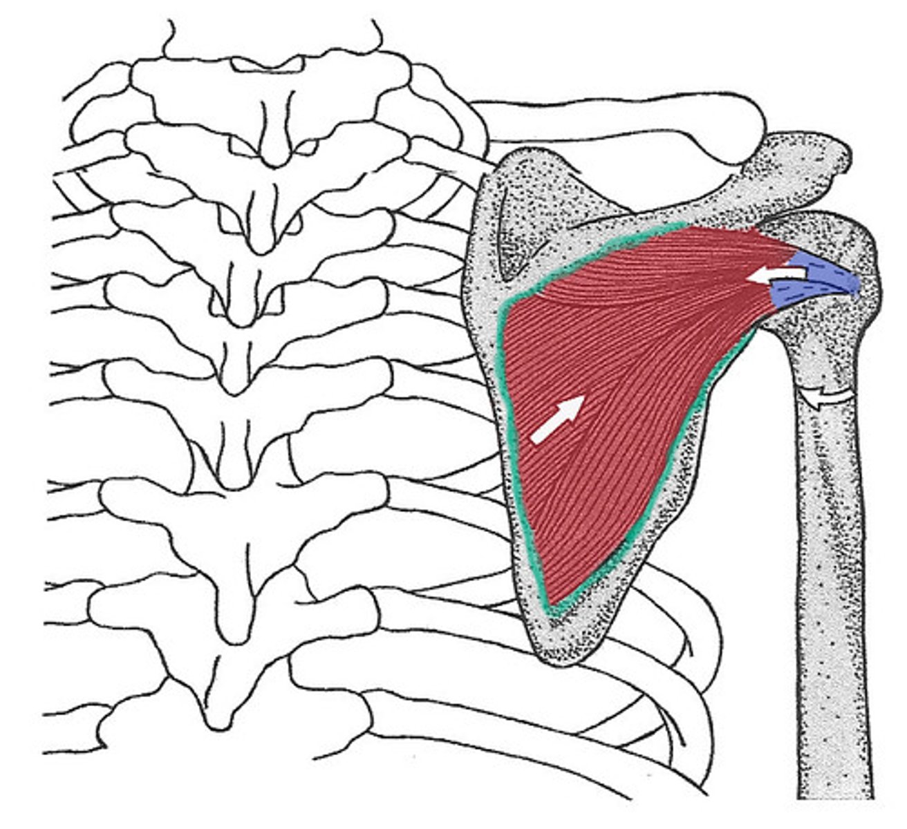 <p>medial facet of greater tubercle of humerus</p>