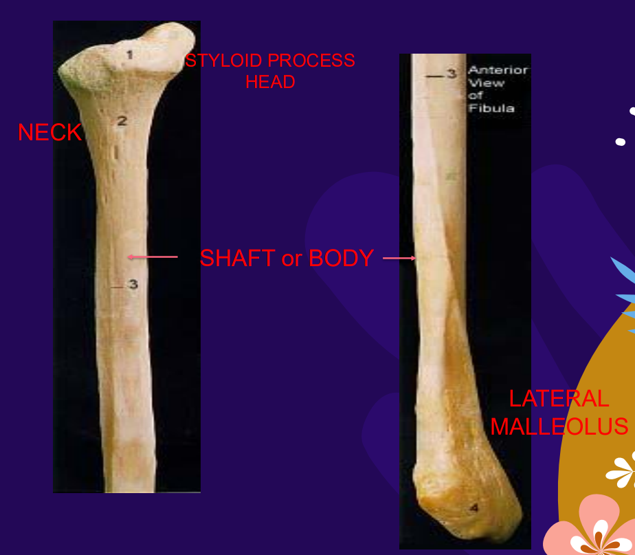 <p>Lateral malleolus, malleolar fossa </p>