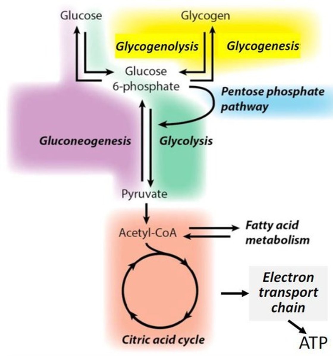 <p>Glucose + 2ADP + 2NAD+ → 2Pyruvate + 2ATP.</p>