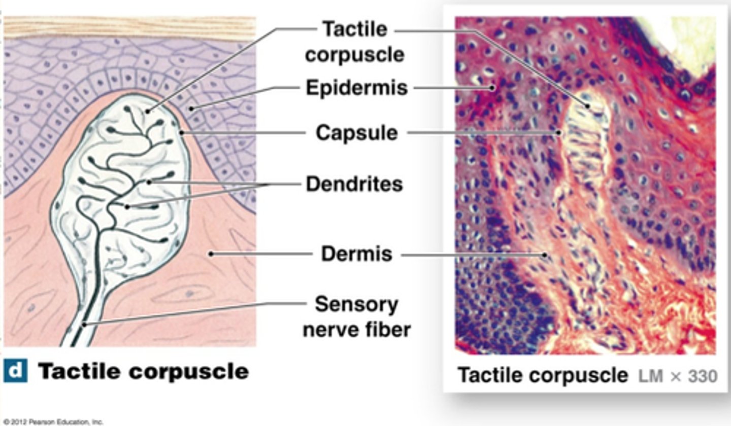 <p>in the dermal papillae, detect fine touch, fast adapting/phasic, concentrated in face, fingers, and genitals, exteroreceptor</p>