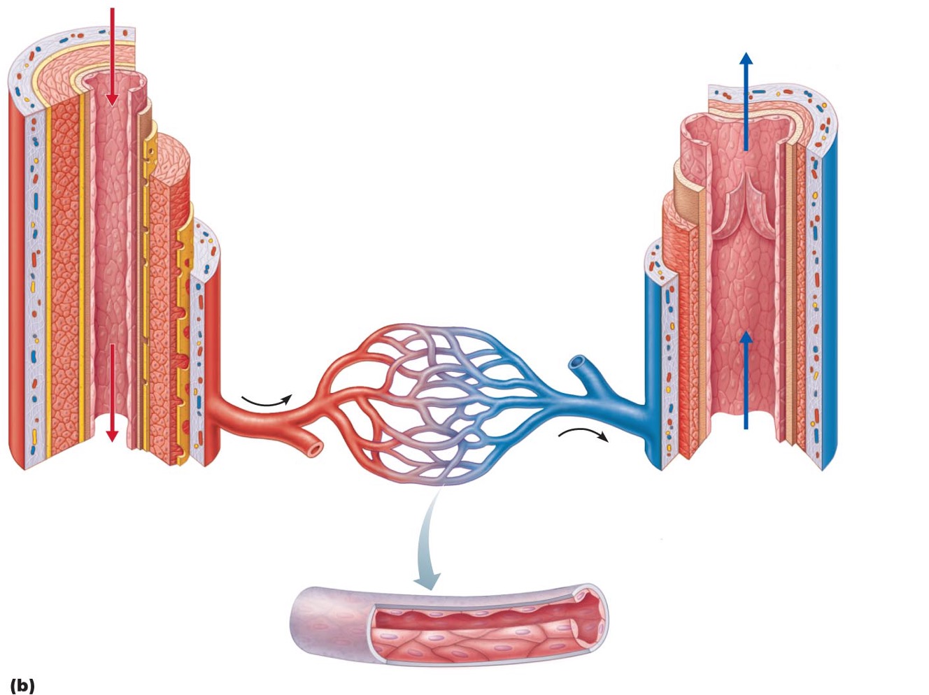 <p><strong><span style="font-family: Arial">Veins</span></strong></p>