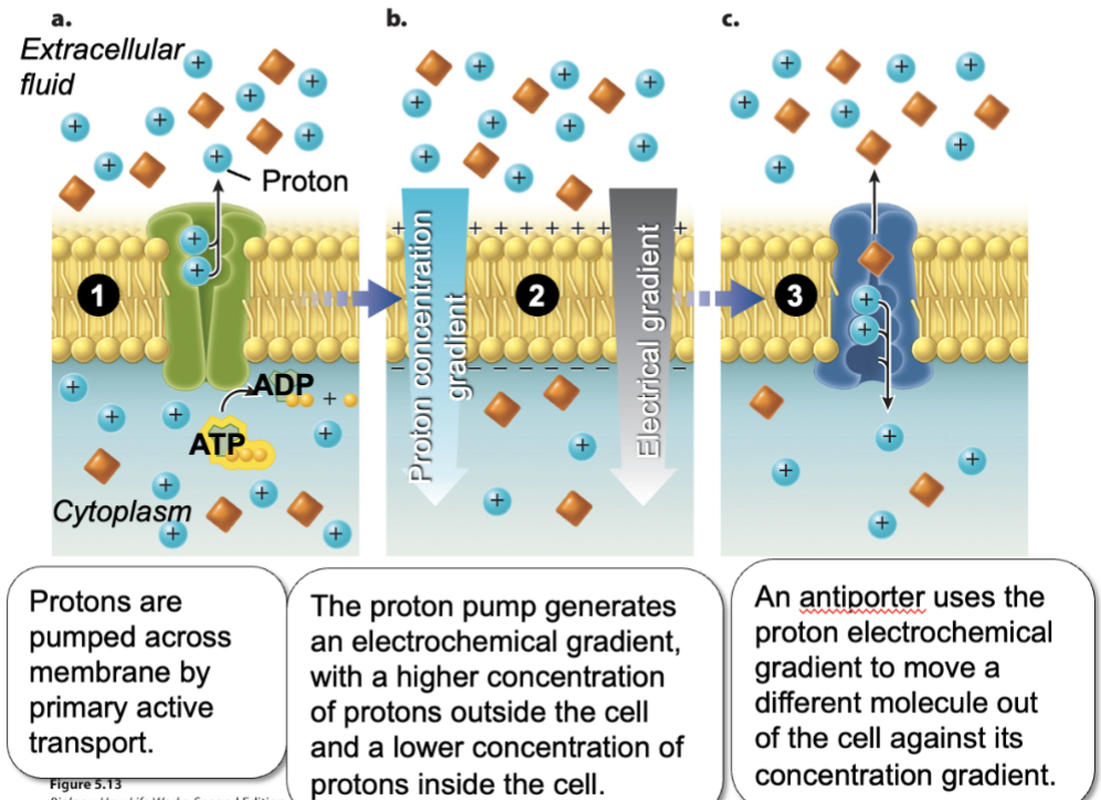 <p>(called secondary because it's first step only happens once there's an electrochemical gradient) (different in concentration of a chemical, but also a different in concentration of a charge)</p>