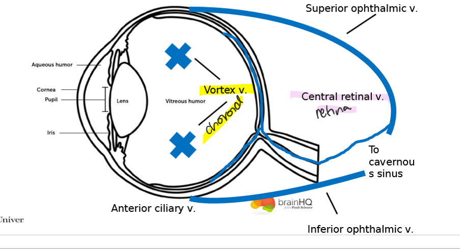 <ol><li><p>choroid </p><ol><li><p>vortex vein </p></li></ol></li><li><p>retina </p><ol><li><p>central ertinal vein </p></li></ol></li><li><p>Sup/ </p></li><li><p>anteiror ciliary vein —&gt; Inf ophthalmic vein </p></li><li><p>cav Sinus </p></li></ol><p></p>
