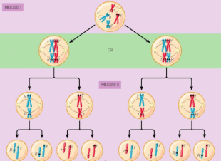 <p>Occurs in <u>Meiosis I</u>, where chromosome pairs line up in <u>any order </u>and are <u>sorted independently</u> of one another. This contributes to genetic diversity because <u>each gamete will have a unique combination of chromosomes</u>.</p>