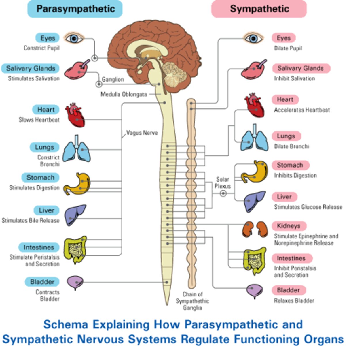 <p>The hypothalamus controls these systems that are triggered during fight or flight, sympathetic system and adrenal cortical system</p>