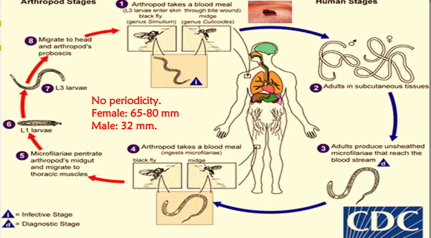 <p>Life cycle </p>