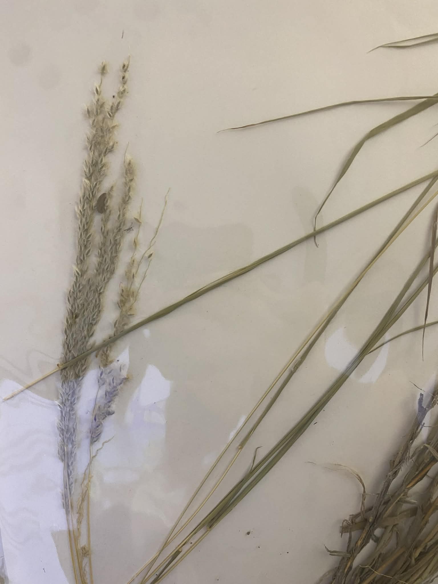 <p>Paniceae, P, N, Digitaria californica, Arizona cottontop</p>