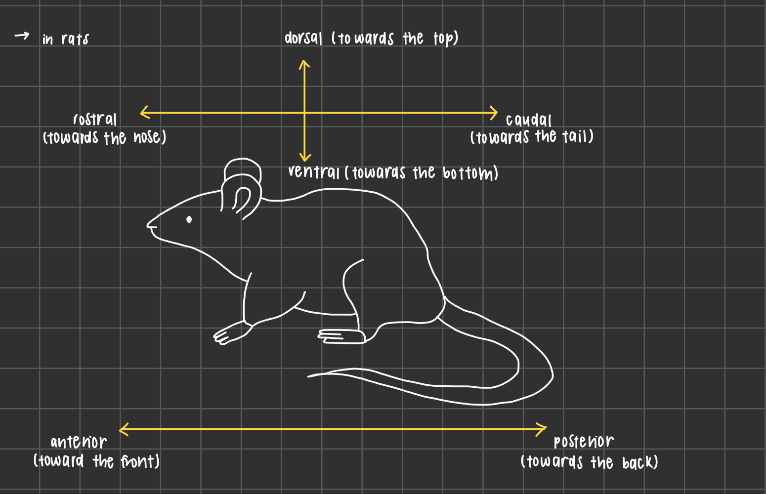 <ul><li><p>dorsal: towards the top </p></li><li><p>ventral: towards the bottom </p></li><li><p>rostral: towards the nose </p></li><li><p>caudal: towards the tail </p></li><li><p>anterior: towards the front </p></li><li><p>posterior: towards the back </p></li></ul><p></p>