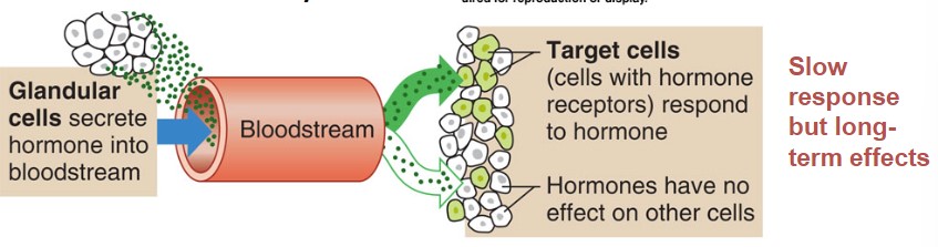 <ul><li><p>Glandular cells secrete hormone into the bloodstream</p></li><li><p>through the bloodstream, throughout the whole body maybe before they find their receptors. <strong>target cells have to have receptors for hormones to find them</strong></p></li><li><p>Target cells respond to the hormone, <strong>hormones have no effect on other cells of the body</strong></p><ul><li><p><strong>slow response but long-term effects</strong></p></li></ul></li></ul>