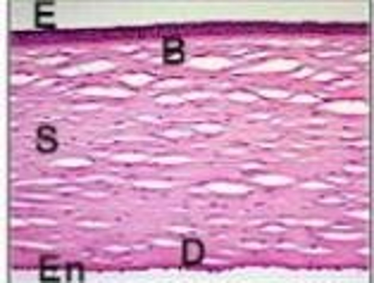 <p>It is a layer of the cornea that does not regenerate after injury and maintains epithelial structure.</p>