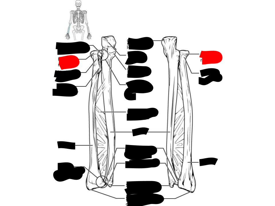 <p>radius</p>