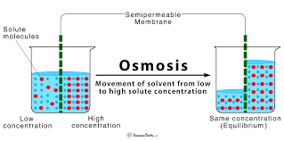 <p>A diffusion of <strong>water</strong> through a <strong>selectively</strong> <strong>permeable</strong> membrane </p><ul><li><p>Water moves from high to low concentrations</p></li></ul><p></p>