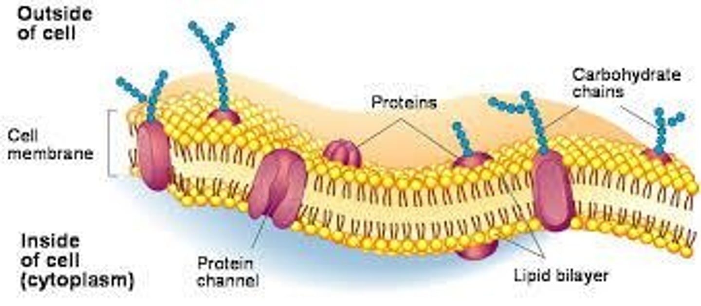 <p>Phospholipid bilayer, selectively permeable, maintains fluidity.</p>