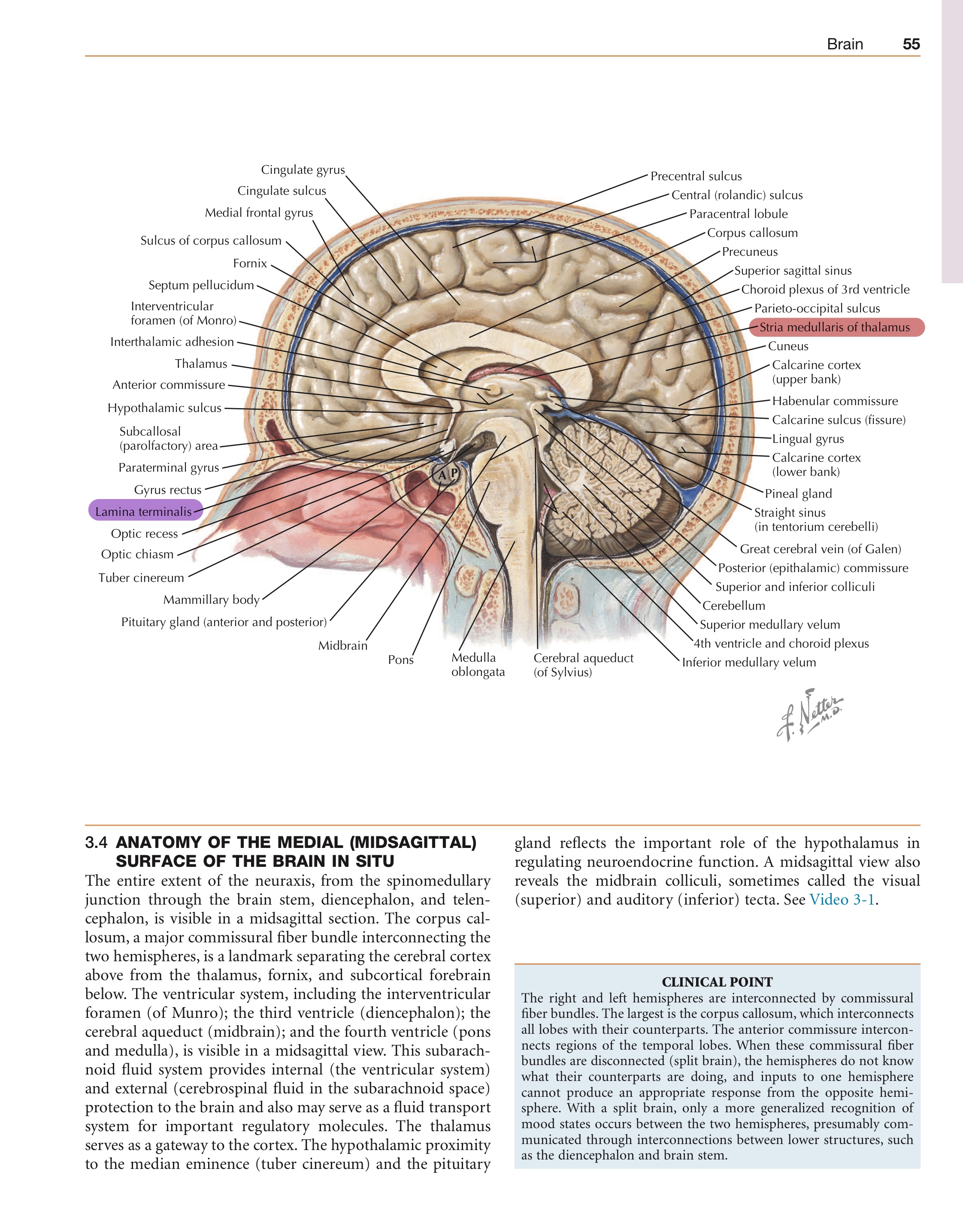 <ul><li><p><span>pęczek obręczy</span></p><ul><li><p>w obrębie zakrętu obręczy, łączy płat czołowy i ciemieniowy z zakrętami przyhipokampowymi i potyliczno-skroniowymi</p></li></ul></li><li><p><span>pęczek haczykowaty</span></p><ul><li><p>zakręty oczodołowe z przednią&nbsp;częścią płata skroniowego (zespala się&nbsp;także z torebką&nbsp;zew. i ostatnią)</p></li></ul></li><li><p><span>pęczek podłużny górny</span></p><ul><li><p>zakręty górno-bocznej powierzchni półkuli</p></li></ul></li><li><p><span>pęczek podłużny dolny</span></p><ul><li><p>zakręty płata skroniowego i potylicznego</p></li></ul></li><li><p><span>pęczek podspoidłowy</span></p><ul><li><p>płat czołowy z potylicznym (także j. ogoniaste ze skorupą&nbsp;oraz korę&nbsp;z j. ogoniastym)</p></li></ul></li><li><p><span>pęczek potyliczny pionowy</span></p><ul><li><p>tylna część&nbsp;płata ciemieniowego z płatem skroniowym i potylicznym</p></li></ul></li></ul>