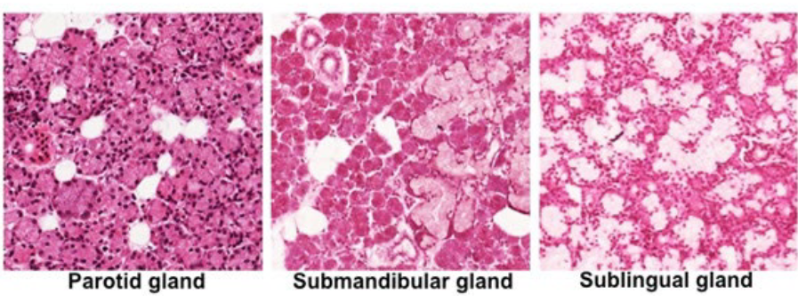 <p>Salivary Glands Histology</p>