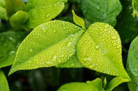 <p>A producer is a plant (in most cases) that makes its food, so it is the foundation of every organism. For example, say all the producers did. If this happens, the primary consumers will die quickly, then the secondary consumers, and so on.</p>