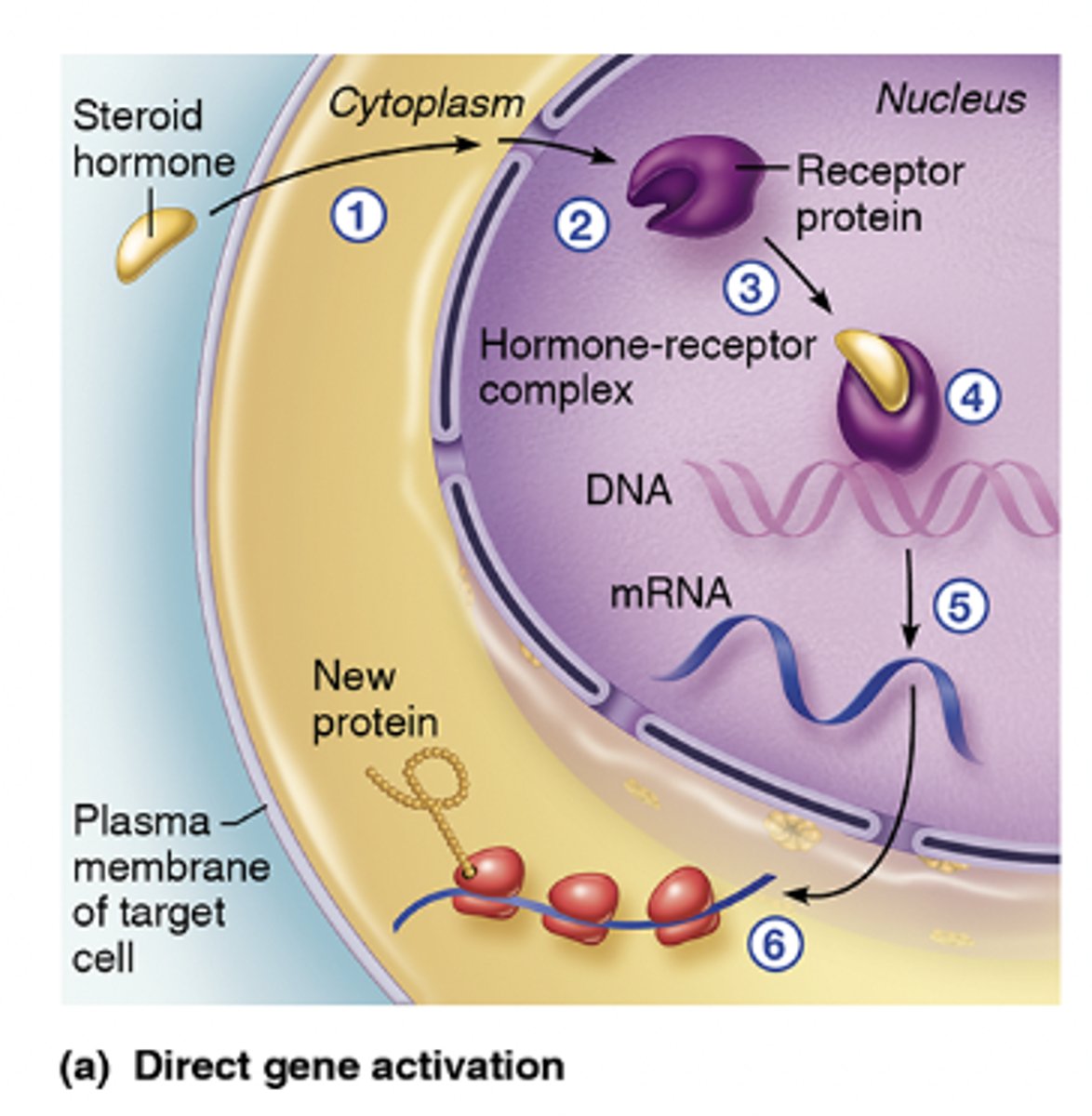 <p>1) Lipid-soluble hormones diffuse directly into the nucleus</p><p>2) Nuclear hormone receptor</p><p>3) Hormone-receptor complex binds to DNA and regulates specific genes (Turned on or off)</p>