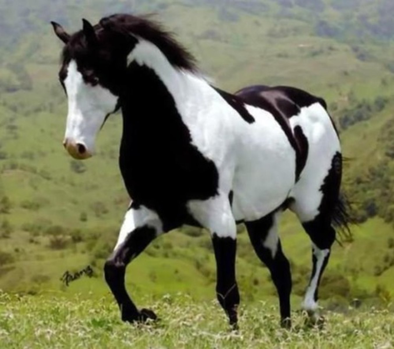<p>A breed combining the conformational traits of a western stock horse, featuring a pinto spotting pattern with white and dark-colored patches.</p>