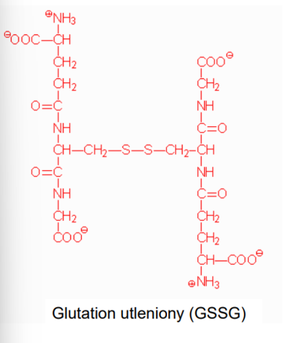 katalizowana przez synterazę glumatylocysteinową i glutationową 
- chroni lipidy przed samoiutlenieniem
- aktywator określonych enzymów
- występuje w formie utlenionej i zredukowanej
