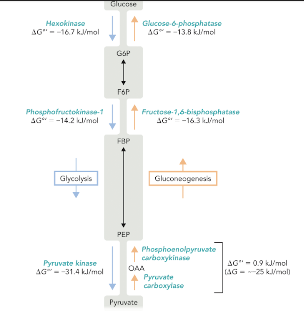 <p><strong>Q:</strong> What are the main metabolites shared between glycolysis and gluconeogenesis?</p>