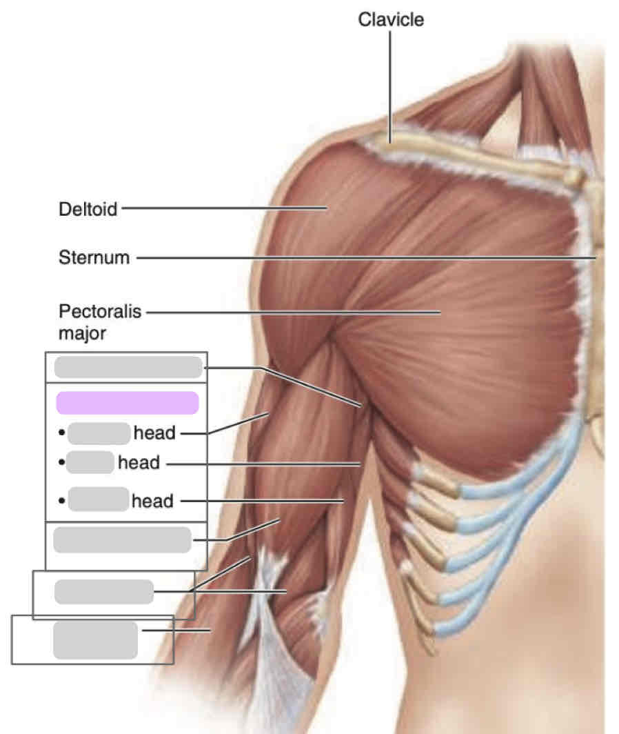 <p><span>Anterior arm (superficial)</span></p>