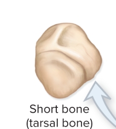 <p>What are short bones?</p>