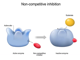 <p>Noncompetitive Inhibitors</p>