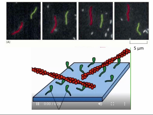 <ul><li><p>Myosin proteins are attached by their tails to a microscope slide </p></li><li><p>Fluorescently-labelled actin filaments can be applied to the slide with addition of ATP</p></li><li><p>The chemical cycling of ATP binding, hydrolysis, ADP, and Pi power a mechanical cycle visible under microscope </p></li><li><p>Seen as movement of fluorescent actin filaments </p></li></ul><p></p>