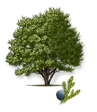<p>Ash Juniper</p>