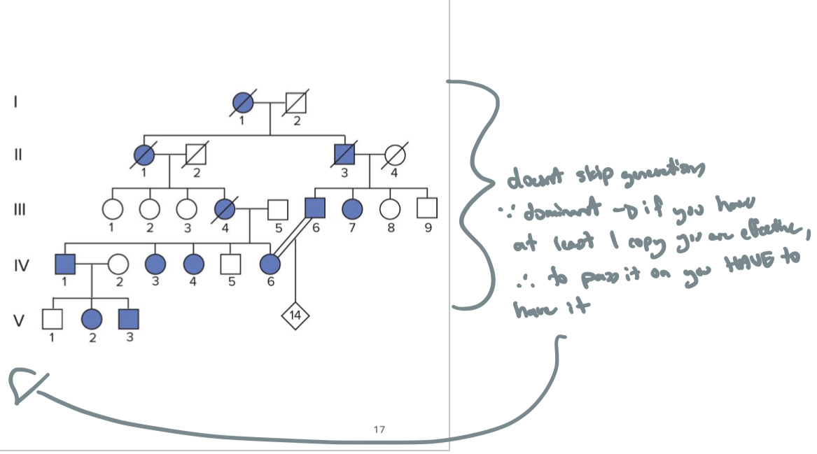 <p><strong>vertical inheritance pattern</strong></p><ul><li><p>every affected person has at LEAST one effected parent</p></li><li><p>doesn’t skip generations bc dominant</p><ul><li><p>if you have at least one copy you have the disease, :. to pass it on you HAVE to have it</p></li></ul></li></ul><p></p>
