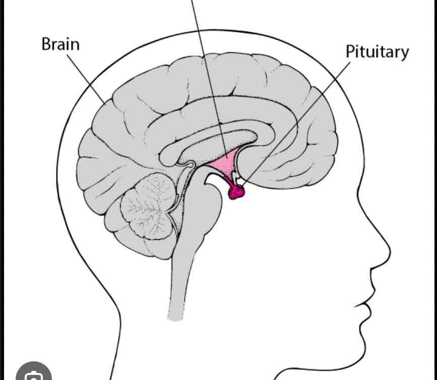 <p>Pituitary gland</p>