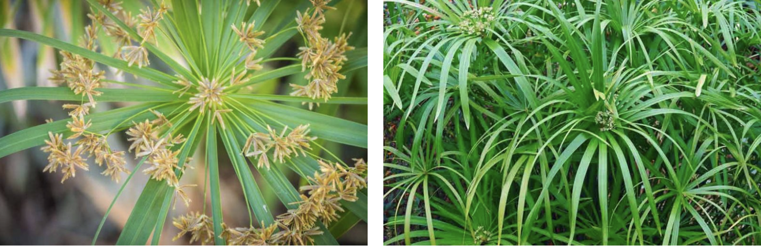 <p>A grass-like clump forming tall stems topped with umbrella-shaped whorls of narrow leaves.</p><ul><li><p>loves wet soil</p></li></ul><p></p>