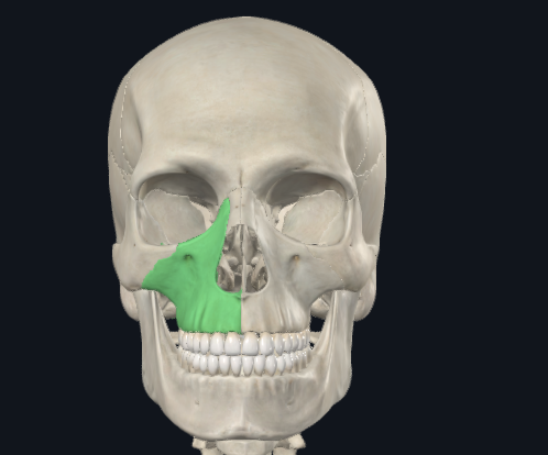 <p>What is this bone?</p>