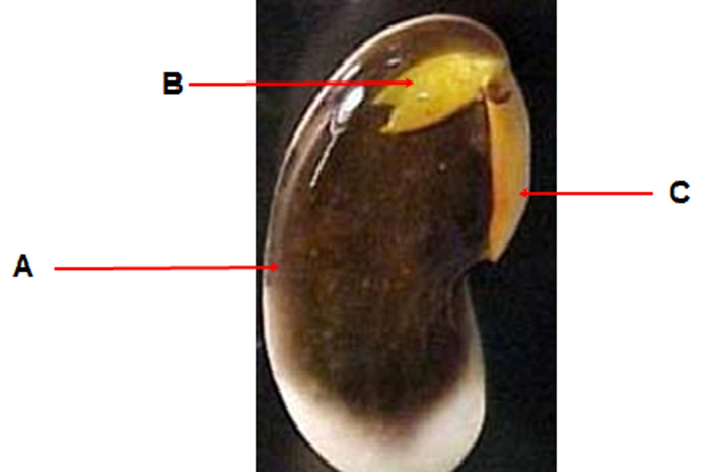 <p>A "seed leaf" which develops as a part of the seed. It provides nutrients to the developing seedling and eventually becomes the first leaf of the plant.</p>