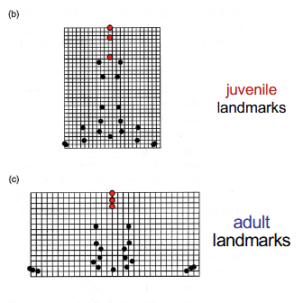<p>compares landmarks between 2 growth stages </p><p>juvenile vs adult</p>