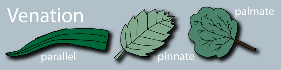 <ul><li><p>pinnate</p></li><li><p>dichotomous [like Ginkgo--see term image]</p></li><li><p>palmate</p></li><li><p>parallel</p></li></ul>