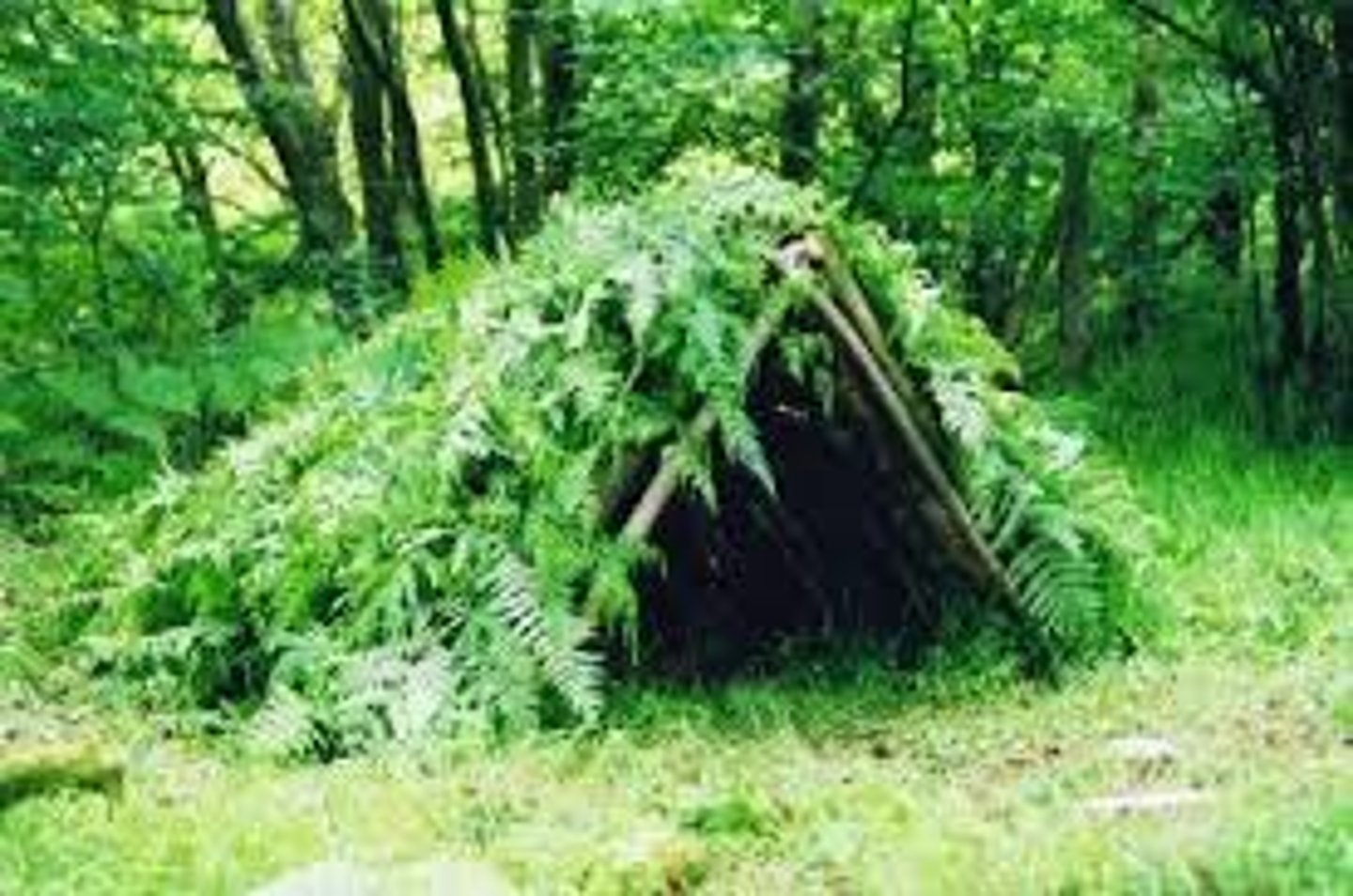 <p>shelter</p>