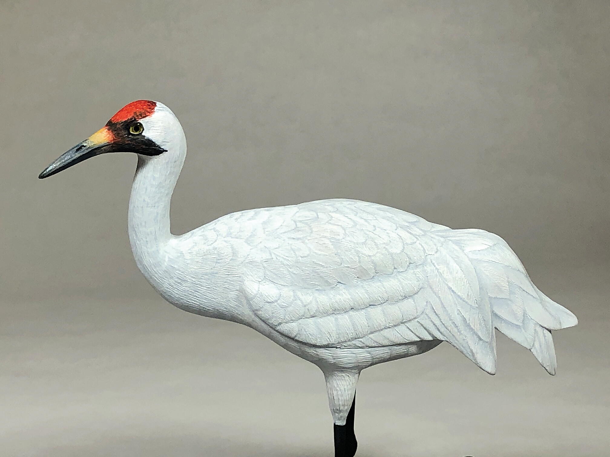 <p>Status: EN</p><p>Family: Gruidae</p>